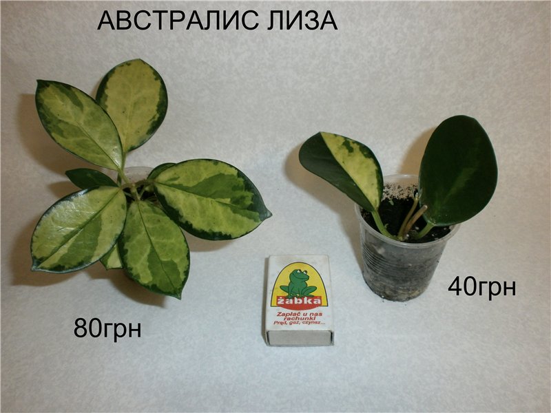 ad7427175297[1].jpg