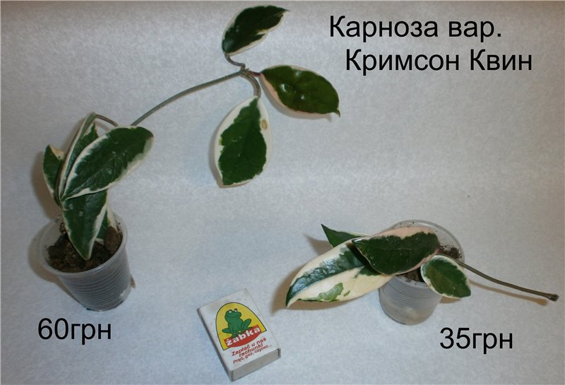 af7c7ef97036[1].jpg
