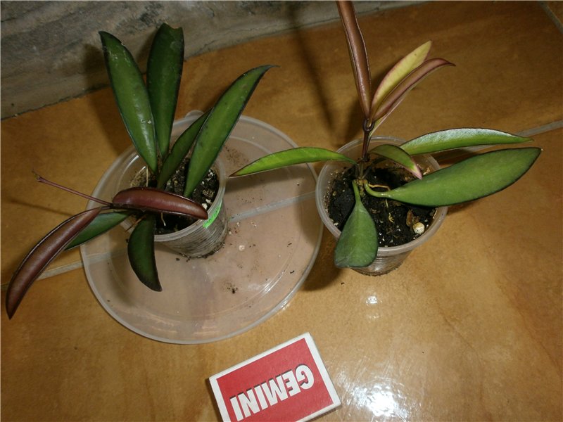 df2006894e30[1].jpg