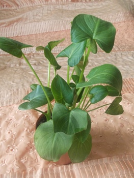 DSCN1175.JPG