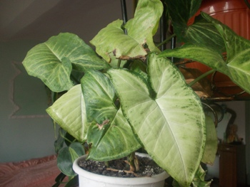Копия DSCN1188.JPG