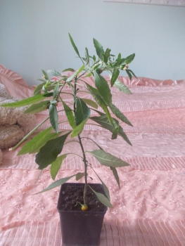 DSCN1185.JPG