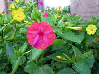 IMG_1883-1.JPG