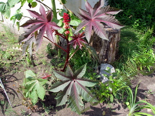 IMG_1684-1.JPG