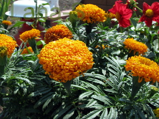 IMG_2002-1.JPG