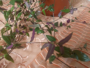 Копия DSCN1222.JPG