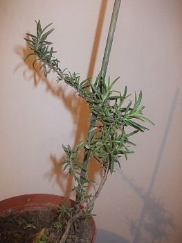DSCN1255.JPG