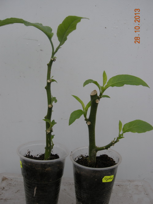 DSCN2886.JPG
