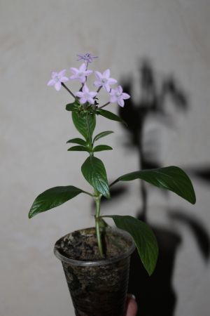 IMG_3455.jpg