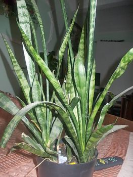 DSCN1231.JPG