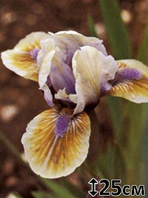 Ирисы карликовые бородатые Exotic Shadow.jpg