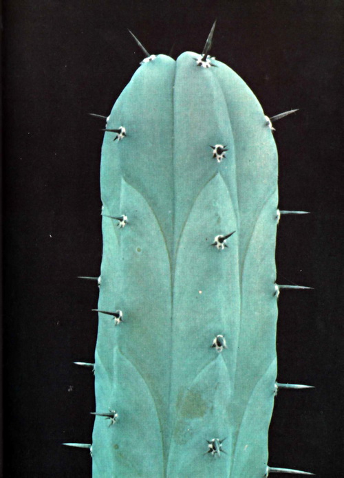 Myrtillocactus_geometrizans.jpg