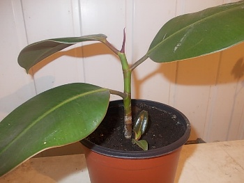 DSCN1235.JPG