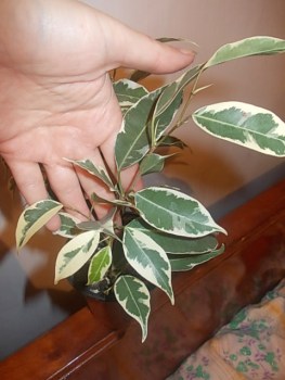 DSCN1258.JPG