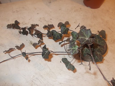 DSCN1239.JPG