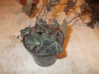 DSCN1251.JPG