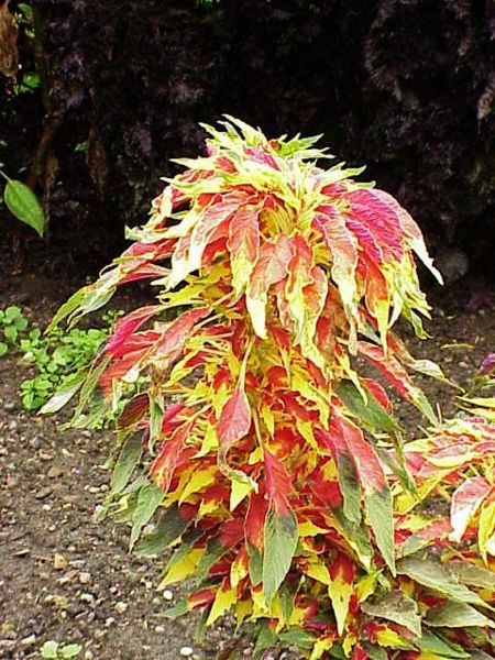 152_295.jpg