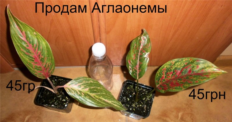 0fd897981268[1].jpg