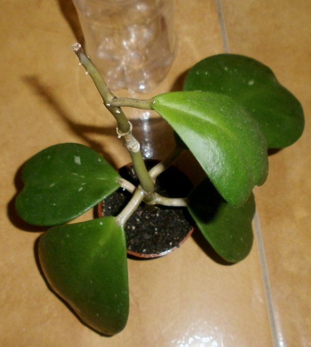 0086222e7517[1].jpg
