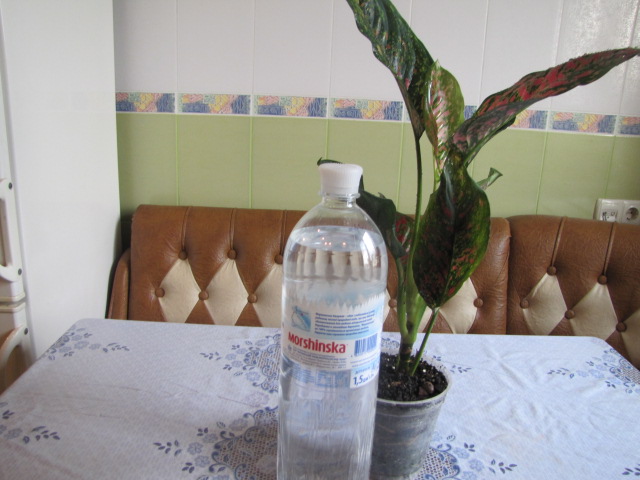 IMG_4511.JPG