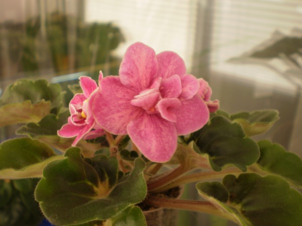 P1010131.JPG
