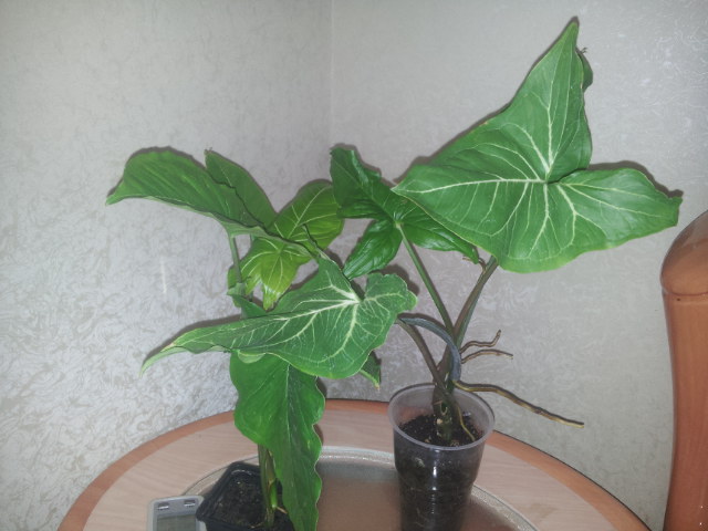 20131030_093211.jpg