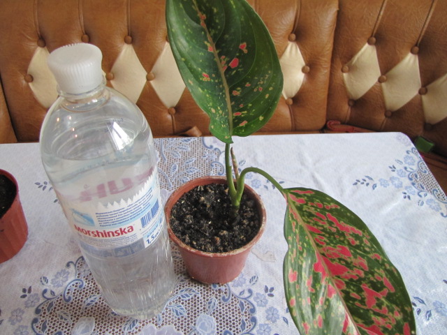 IMG_4517.JPG