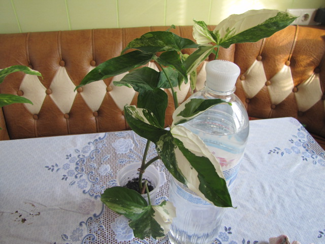 IMG_4527.JPG