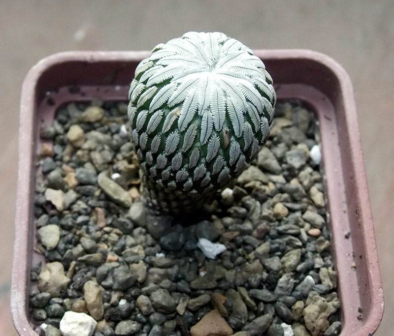 pelecyphora.jpg