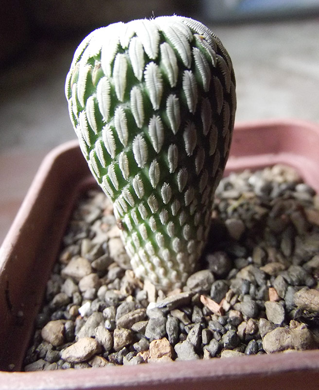 pelecyphora1.jpg