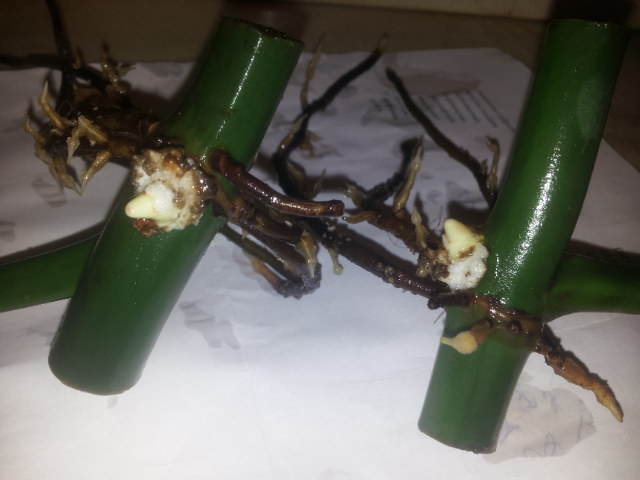 20131031_084901.jpg