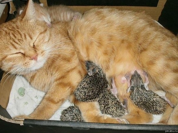 кошка.jpg