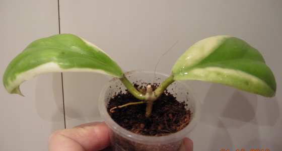 DSCN2889.JPG