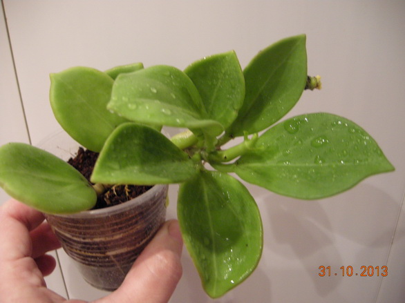 DSCN2888.JPG