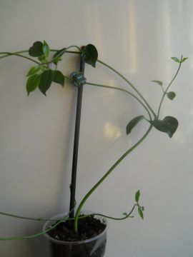 DSCN4326.JPG