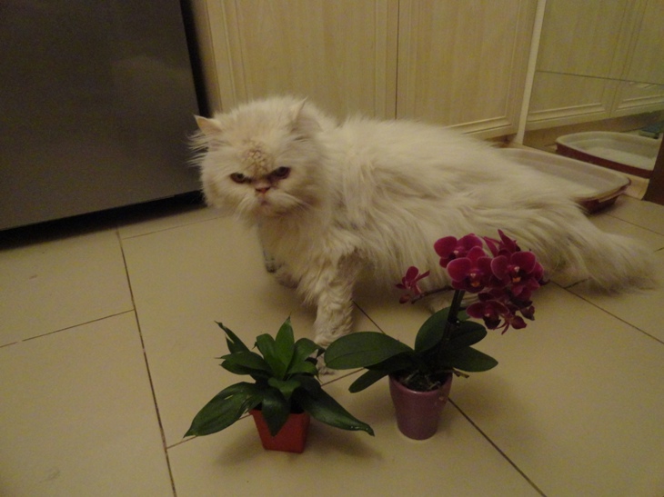 DSC04710.JPG