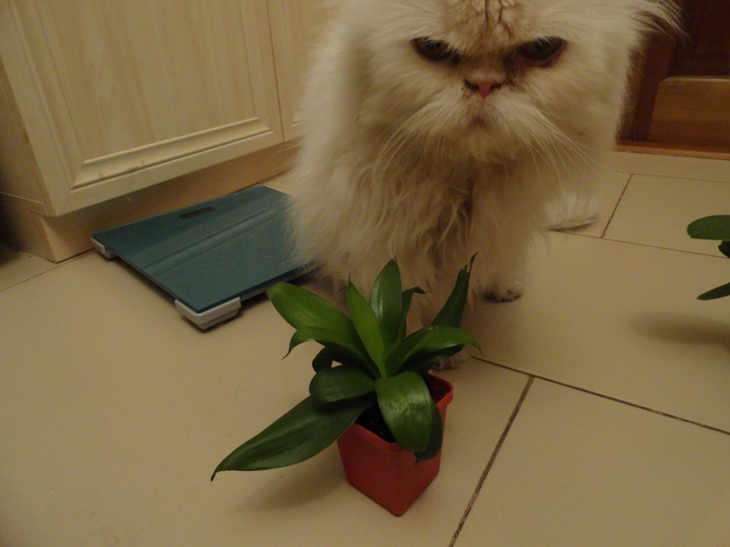 DSC04717.JPG