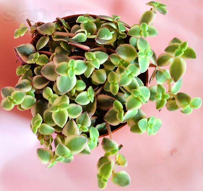 94778375_2_1000x700_krassula-variegatnaya-fotografii_rev001.jpg