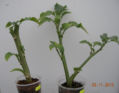 DSCN2901.JPG