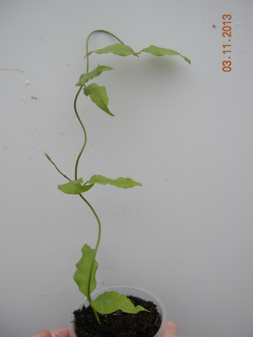 DSCN2905.JPG