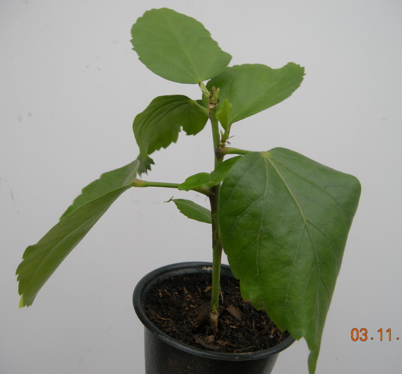 DSCN2904.JPG