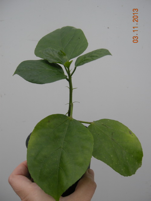 DSCN2903.JPG