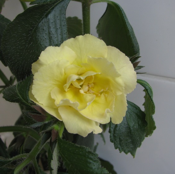 Yellow English Rose (2).JPG