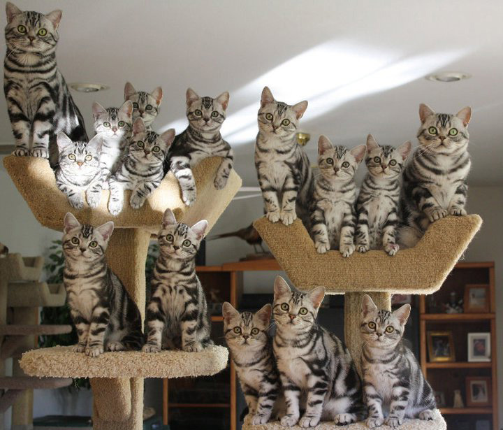 котята.jpg
