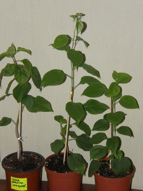 PA292458.JPG