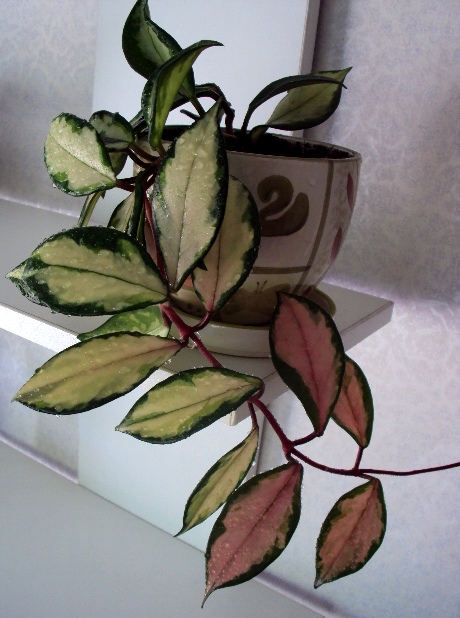 hoya carnosa Exotika1.JPG