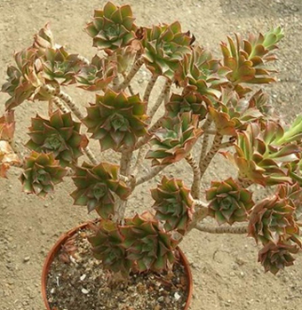 Aeonium haworthii.jpg