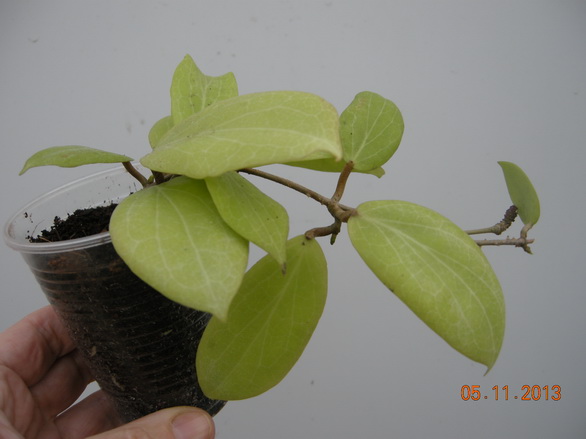 DSCN2910.JPG