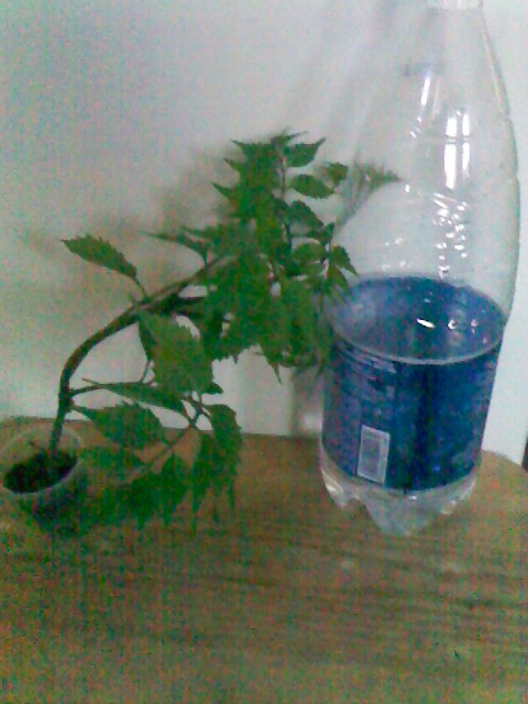IMG00194.jpg