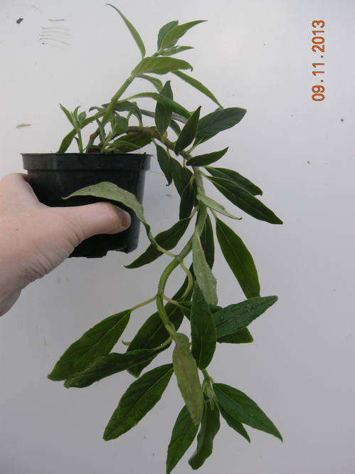 DSCN2913.JPG